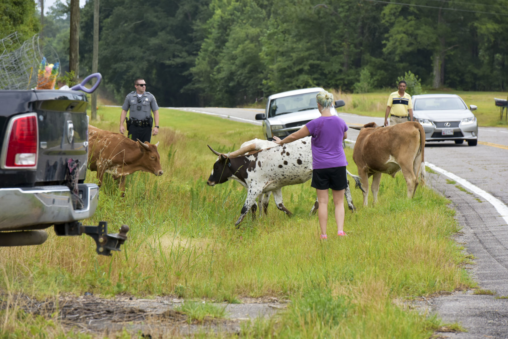 Cattle on the Loose